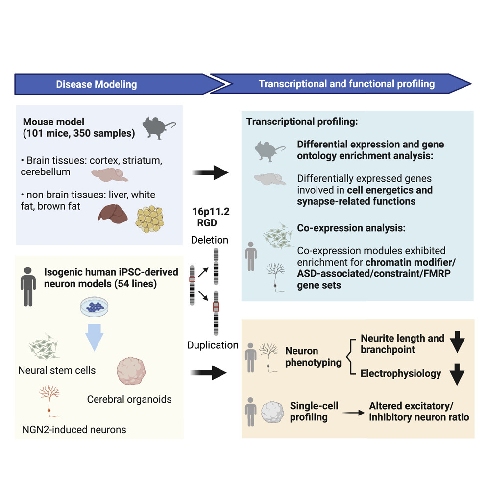 Tissue And Cell Type Specific Molecular And Functional Signatures Of 16p11 2 Reciprocal Genomic